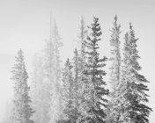 Spruce trees covered in frost at Bighorn Dam, Bighorn Wildlands, Alberta, Canada — Stock Photo