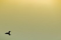 Loon flotando en el lago al amanecer, Parque Provincial Algonquin, Ontario, Canadá . - foto de stock