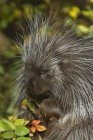 Porcupine nibbling on wild Rose hips in autumn, Montana, USA — Stock Photo