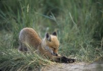 Fox kit stretching in green meadow grass. — Stock Photo