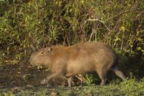 Capybara caminando en la costa en Laguna Negra, Rocha, Uruguay, América del Sur - foto de stock