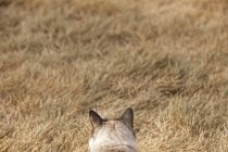 Vista trasera de casa gato contra fondo de hierba seca - foto de stock