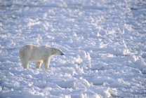Urso polar caminhando sobre gelo áspero perto de Churchill, Manitoba, Canadá . — Fotografia de Stock