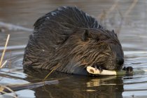Castor assis dans un étang se nourrissant d'une branche de peuplier faux-tremble, Ontario, Canada — Photo de stock