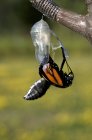 Monarch butterfly emerging from chrysalis as butterfly, close-up — Stock Photo