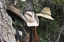Cowboy hats and old fashioned leather objects on tree in British Columbia, Canada — Stock Photo
