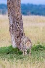 Male cheetah urine-marking tree in Masai Mara Reserve, Kenya, East Africa — Stock Photo