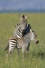 Равнинная зебра с кольтом на пастбище заповедника Масаи Мара, Кения, Восточная Африка — стоковое фото