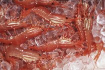 Close-up de camarões recém-capturados no gelo, quadro completo — Fotografia de Stock