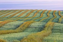 Patrón natural y paisaje del campo de cosecha de canola cerca de Trochu, Alberta - foto de stock