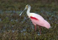 Caccia agli uccelli becco rosa in palude . — Foto stock
