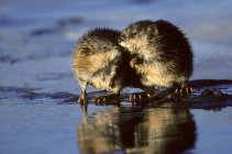 Svernamento di topi muschiati che mangiano bulbi sottomarini sul bordo del ghiaccio, Alberta, Canada — Foto stock