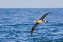 Black-footed albatross bird flying over ocean water in Washington, USA. — Stock Photo