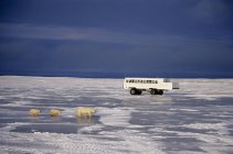 Polar bear with cubs walking across ice while tourist bus passing behind near Churchill, Manitoba, Canada. — Stock Photo