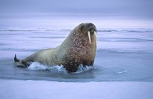 Atlantisches Walross liegt auf Packeis im Meer vor Spitzbergen, arktisches Norwegen — Stockfoto