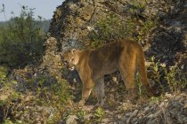 Cougar in piedi nelle Montagne Rocciose, Canada — Foto stock