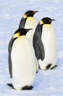 Drei Kaiserpinguine auf schneebedeckter Insel, Hochzeitsmeer, Antarktis — Stockfoto