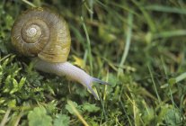 Escargot rampant dans l'herbe verte, gros plan — Photo de stock