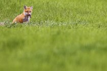 Fox kit carrying dead field mouse in green field. — Stock Photo