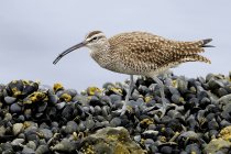 Whimbrel bird on bed of mussels at Playa Del Rey, California, USA — Stock Photo