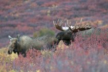 Mucca e alce toro durante la stagione degli scatti nel Denali National Park, Alaska, Stati Uniti d'America . — Foto stock