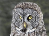 Portrait of adult great gray owl outdoors. — Stock Photo