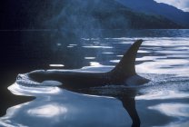 Balena assassina vicino alla superficie dell'acqua nella Columbia Britannica, Canada . — Foto stock