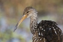 Limpkin wading bird in wetland, close-up. — Stock Photo