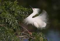 Egret nevado tremendo penas no ritual de acasalamento na folhagem da árvore — Fotografia de Stock