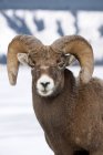 Portrait of bighorn sheep ram in snowy field. — Stock Photo