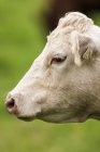Charolais Kuh vor grünem Hintergrund, Portrait. — Stockfoto