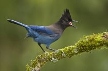 Стеллер Джей птах, що сидить на гілці і дзвонить на відкритому повітрі . — стокове фото