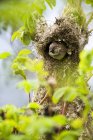 Bushtit pássaro espreitando para fora do ninho de árvore no parque — Fotografia de Stock