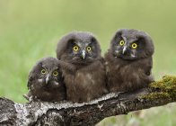 Boreal owl chicks perched on log in forest, close-up. — Stock Photo