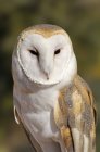 Portrait of wild barn owl outdoors. — Stock Photo