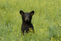 Urso preto filhote de pé no verão grama prado florido . — Fotografia de Stock