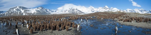 Colonia di pinguini re nel paesaggio montano dell'isola della Georgia del Sud, Antartide — Foto stock