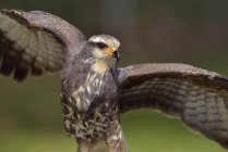 Snail kite with wings outstretched, close-up. — Stock Photo
