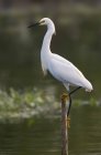 Snowy egret standing on wooden pole in lake water — Stock Photo