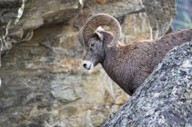 Бигхорн овца баран стоя в скалах, вид сбоку . — стоковое фото