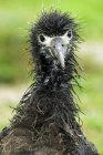Laysan albatroz pinto com plumagem embebido, close-up . — Fotografia de Stock