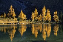 Larches em folhagem outonal no Lago OHara, Colúmbia Britânica, Canadá . — Fotografia de Stock