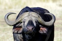 Retrato del toro de búfalo africano en el prado de la Reserva Masai Mara, Kenia, África Oriental - foto de stock