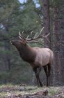 Wild elk with antlers standing in forest of Alberta, Canada. — Stock Photo