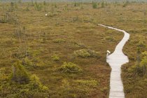 High angle view over Bog Trail in Kouchibouguac National Park, New Brunswick. — Stock Photo