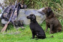 Chocolate labradors by shotgun and camouflage jacket and boots, Duncan, British Columbia, Canada. — Stock Photo