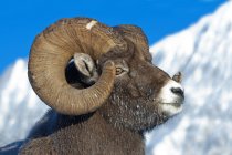 Bighorn sheep ram with frost-covered muzzle in Jasper National Park, Alberta, Canada — Stock Photo