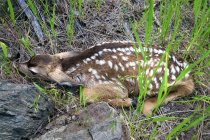 Новорожденный олень лежал в траве — стоковое фото