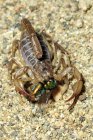 Close-up de escorpião do norte comendo fy . — Fotografia de Stock