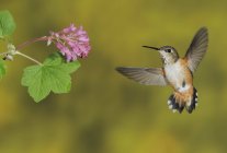 Kolibri-Weibchen ernähren sich von Blüten im Freien, Nahaufnahme. — Stockfoto
